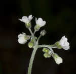 Wild comfrey